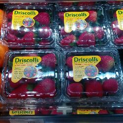 FRAISE PRIMEUR
