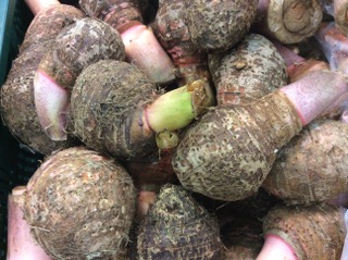 TARO PRIMEUR