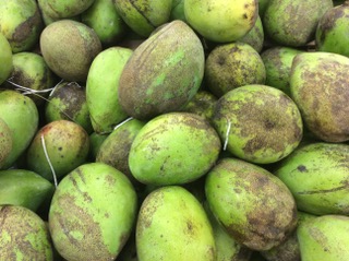 MANGUE PRIMEUR